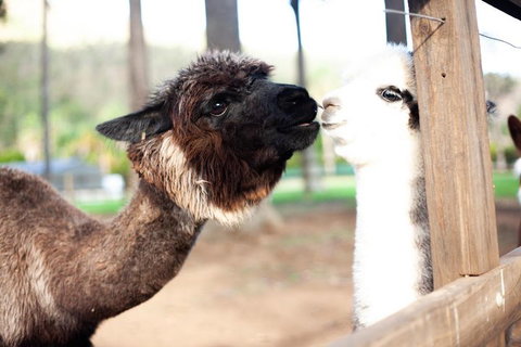 O'Reilly's & Lamington National Park Incl. Alpaca Farm + Vineyard - Hervey Bay Accommodation 4