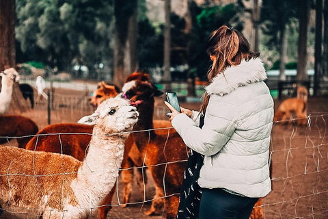 O'Reilly's & Lamington National Park Incl. Alpaca Farm + Vineyard - Hervey Bay Accommodation 5