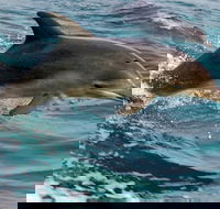 1.5HR Mudjimba Island Wildlife Safari - Tourism Hervey Bay