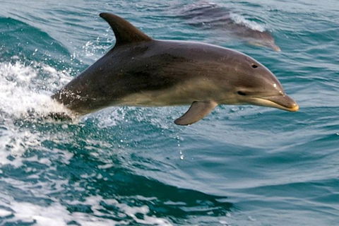 1.5HR Mudjimba Island Wildlife Safari - Hervey Bay Accommodation 0
