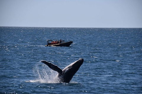 Adventure Whale Watching Tour Mooloolaba - Hervey Bay Accommodation 1