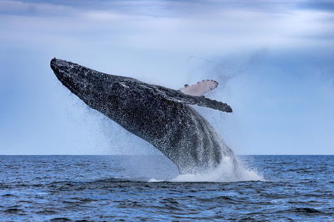 Adventure Whale Watching Tour Mooloolaba - Hervey Bay Accommodation 2