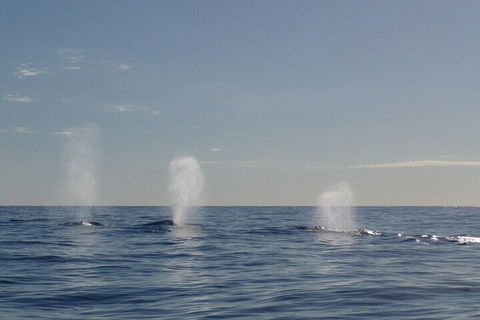 Adventure Whale Watching Tour Mooloolaba - Hervey Bay Accommodation 3