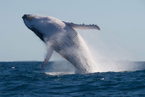 Adventure Whale Watching Tour Mooloolaba - Hervey Bay Accommodation 5