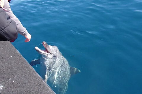 Noosa Wild Dolphin Safari - Hervey Bay Accommodation 0