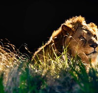 Sydney Taronga Zoo General Entry Ticket - Hervey Bay Accommodation