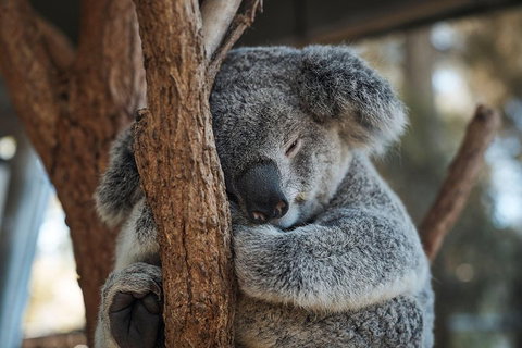 Sydney Taronga Zoo General Entry Ticket - Hervey Bay Accommodation 3
