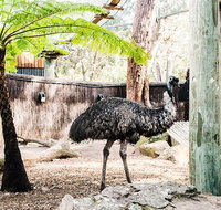 Sydney Taronga Zoo General Entry Ticket and Wild Australia Experience - Hervey Bay Accommodation