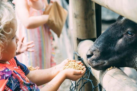 Tropical Fruit World With Wildlife Boat Cruise From Gold Coast - Hervey Bay Accommodation 5