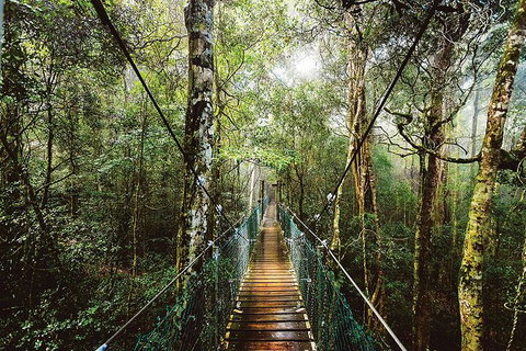 O'Reilly's & Lamington National Park From Gold Coast - Hervey Bay Accommodation 0