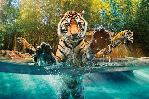 Croc Express To Australia Zoo From Gold Coast - Hervey Bay Accommodation 3