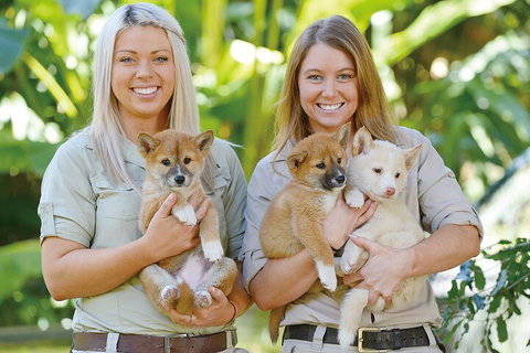 Croc Express To Australia Zoo From Gold Coast - Hervey Bay Accommodation 4