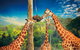 Croc Express To Australia Zoo From Gold Coast - thumb 5