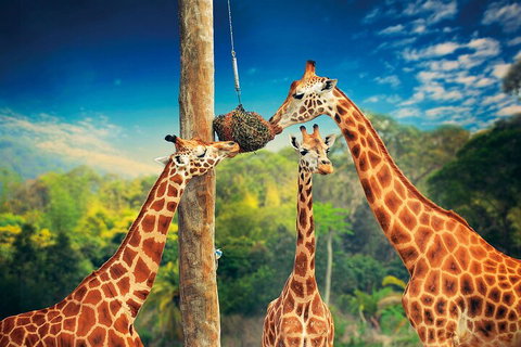 Croc Express To Australia Zoo From Gold Coast - Hervey Bay Accommodation 5