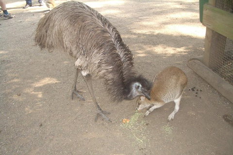 Blue Mountains PRIVATE Day Tour - Hervey Bay Accommodation 4