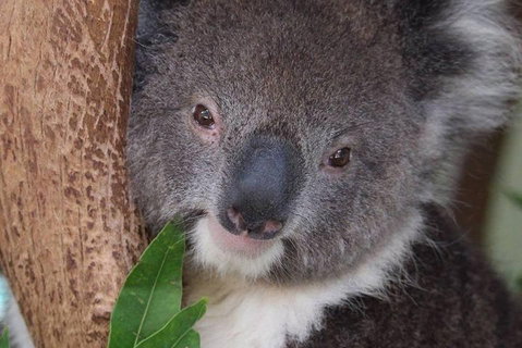 All Inclusive Blue Mountains Small-Group Day Trip From Sydney - Hervey Bay Accommodation 1