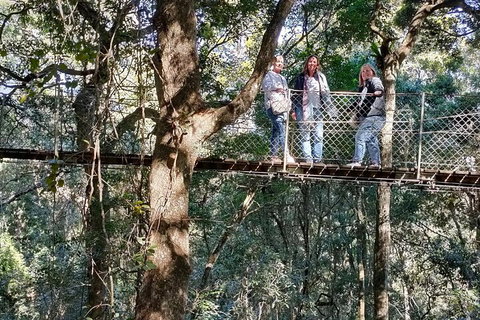 Lamington National Park, O'Reilly's & Vineyard Tour - Hervey Bay Accommodation 2
