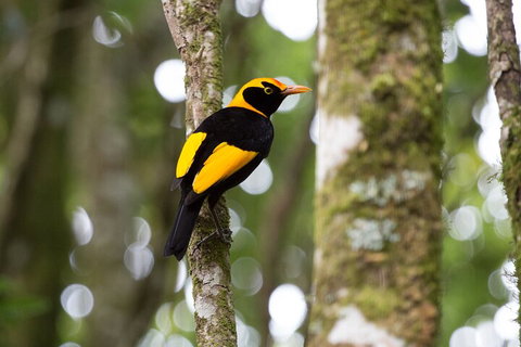 Lamington National Park, O'Reilly's & Vineyard Tour - Hervey Bay Accommodation 4