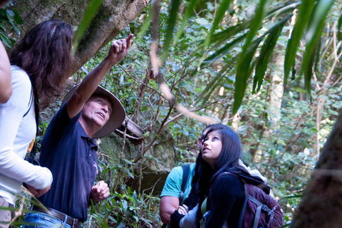 Natural Bridge & Springbrook Waterfalls Tour - Hervey Bay Accommodation 4