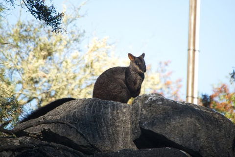 The Explorers' Discovery Tour - Gold, Wine & Wildlife - Hervey Bay Accommodation 4