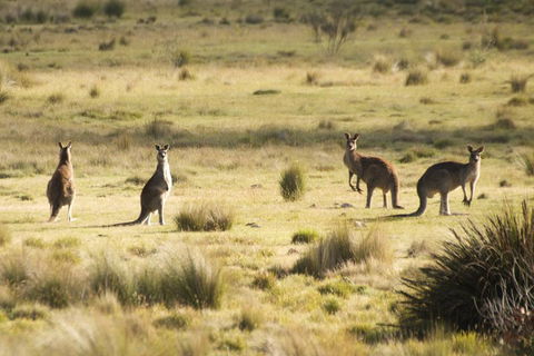 The Explorers' Discovery Tour - Gold, Wine & Wildlife - Hervey Bay Accommodation 5