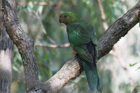 Private Blue Mountains Insider Tour From Sydney - Tourism Hervey Bay 5