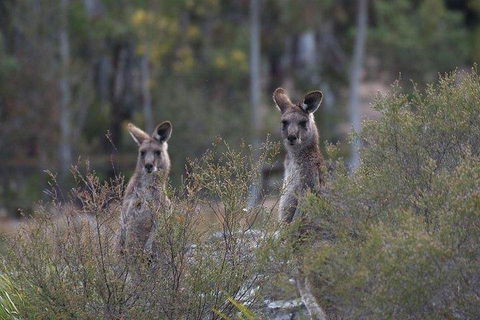 Inside The Greater Blue Mountains World Heritage - A Wildlife Safari Overnight - Tourism Hervey Bay 2