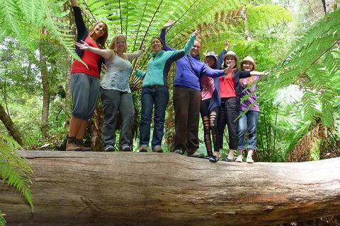 Mt Field National Park Active Day-Trip Including Bonorong And Mt Wellington - Tourism Hervey Bay 3