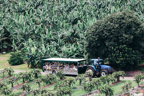 Tropical Fruit World Farm Full Tour - Hervey Bay Accommodation 5