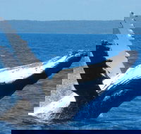 Mooloolaba Whale Watching Tour - Tourism Hervey Bay