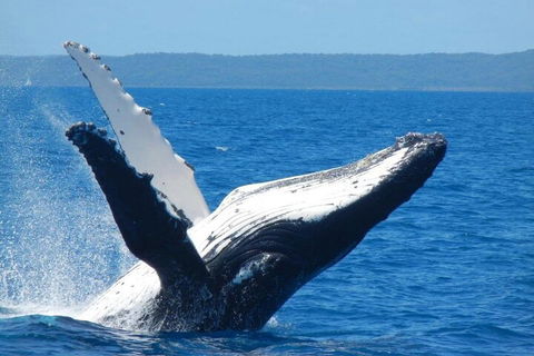 Mooloolaba Whale Watching Tour - Hervey Bay Accommodation 0