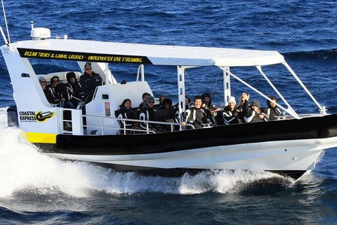 Mooloolaba Whale Watching Tour - Hervey Bay Accommodation 1