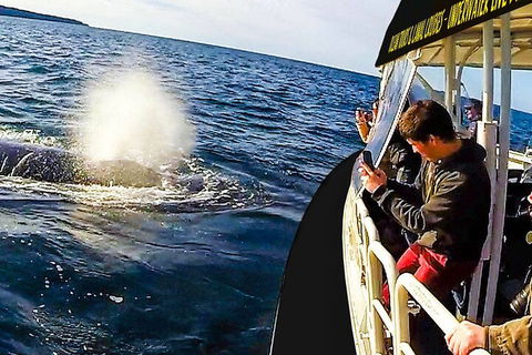 Mooloolaba Whale Watching Tour - Hervey Bay Accommodation 2