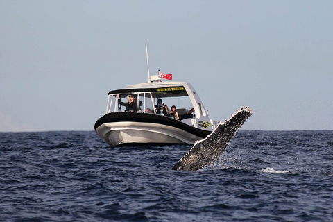 Mooloolaba Whale Watching Tour - Hervey Bay Accommodation 3