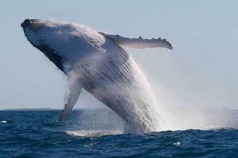 Mooloolaba Whale Watching Tour - Hervey Bay Accommodation 4