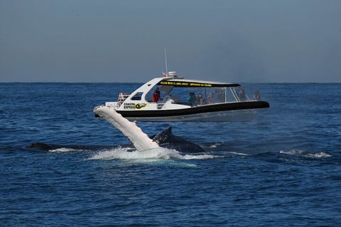 Mooloolaba Whale Watching Tour - Hervey Bay Accommodation 5