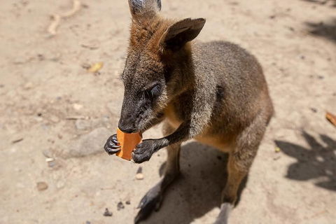 Chillagoe Caves And Outback Day Trip From Cairns - Hervey Bay Accommodation 5