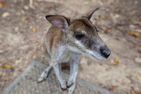 2 Day Daintree Rainforest, Cape Tribulation And Outback Chillagoe Tour - Hervey Bay Accommodation 4