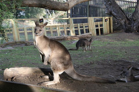 Mt. Wellington, Bonorong And Richmond Day Tour From Hobart - Tourism Hervey Bay 2