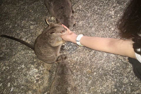Private Tour To Paronella Park, Historic Village Herberton And Wild Life Wallaby - Hervey Bay Accommodation 4