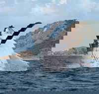 Byron Bay Whale Watching Cruise - Hervey Bay Accommodation