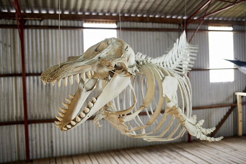 Albany's Whale Story - Hervey Bay Accommodation 3