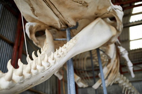 Albany's Whale Story - Hervey Bay Accommodation 5