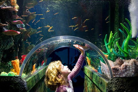 Melbourne BIG Ticket - LEGOLAND Discovery And SEA LIFE Melbourne - Tourism Hervey Bay 2