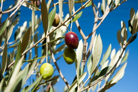 Fine Flavours - Full Day Kangaroo Island Food & Wine Tour - Hervey Bay Accommodation 4