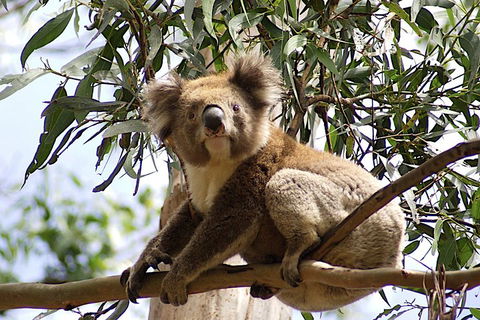 Melbourne Combo: Great Ocean Road, Puffing Billy, Moonlit Sanctuary & Penguins - Tourism Hervey Bay 3