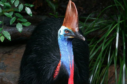 Cape Tribulation, Daintree Rainforest And Wildlife Tour - Hervey Bay Accommodation 5