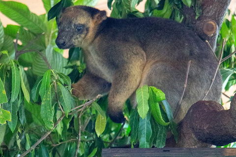 Virtual Interactive Australian Wildlife Tour With Private Guide-Wildlife Habitat - Hervey Bay Accommodation 4