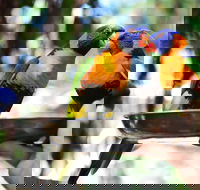 Wildlife Habitat Port Douglas - Hervey Bay Accommodation