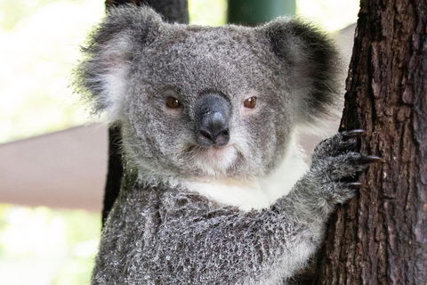 Wildlife Habitat Port Douglas - Hervey Bay Accommodation 1